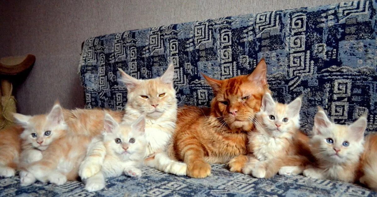 Очень много котят. Много кошек. Кошачья семейка. Котята с мамой и папой. Семья кошек.
