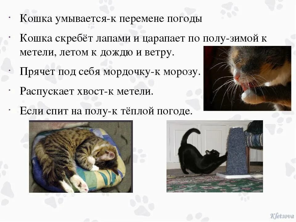 Кошка умывается примета. Кошка умывается. Кошачьи приметы. Кот умывается почему. Почему кошки часто умываются.