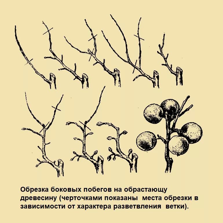 Обрезка хурмы весной. Обрезка дерева хурма. хурма формировка и обрезка. формировка дерева хурмы. схема обрезки хурмы.