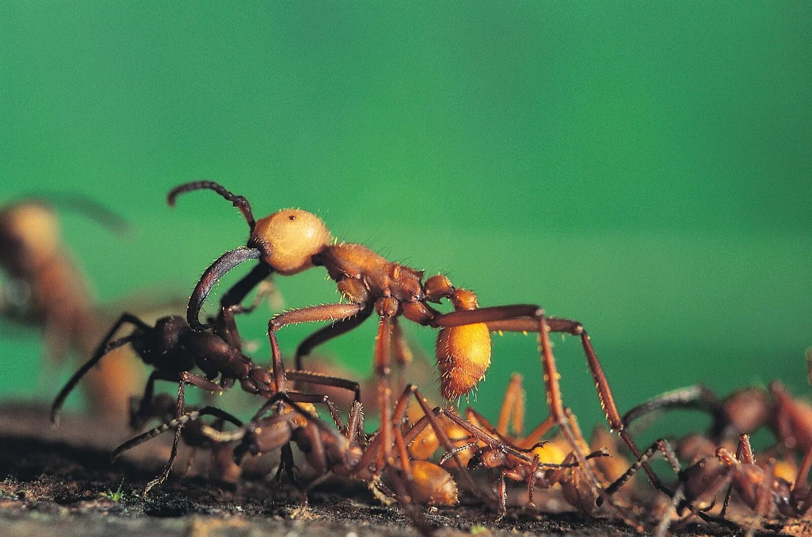 Интересные факты о муравьях для детей. Интересное про муравьев. Загадка про муравья. Загадка про муравьев.