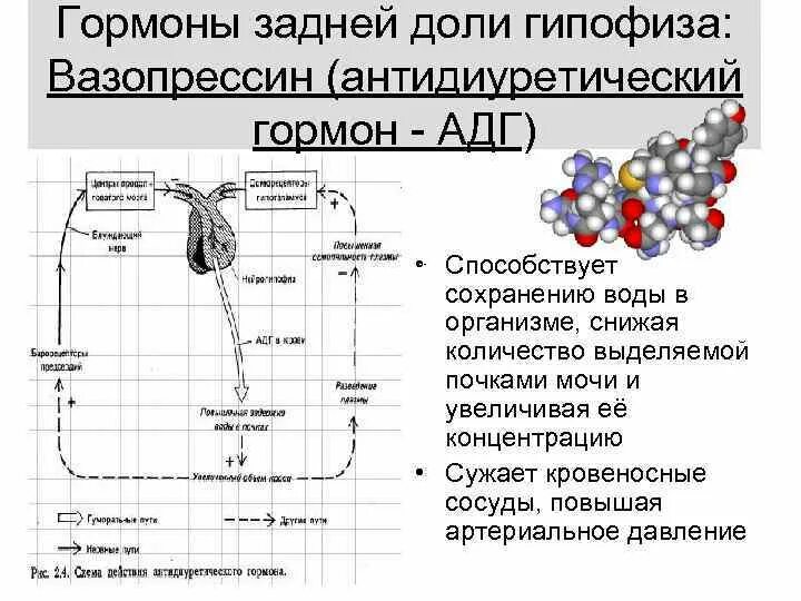 Механизм секреции вазопрессина. Антидиуретический гормон АДГ синтезируется в. АДГ вазопрессин. АДГ вазопрессин это гормон.