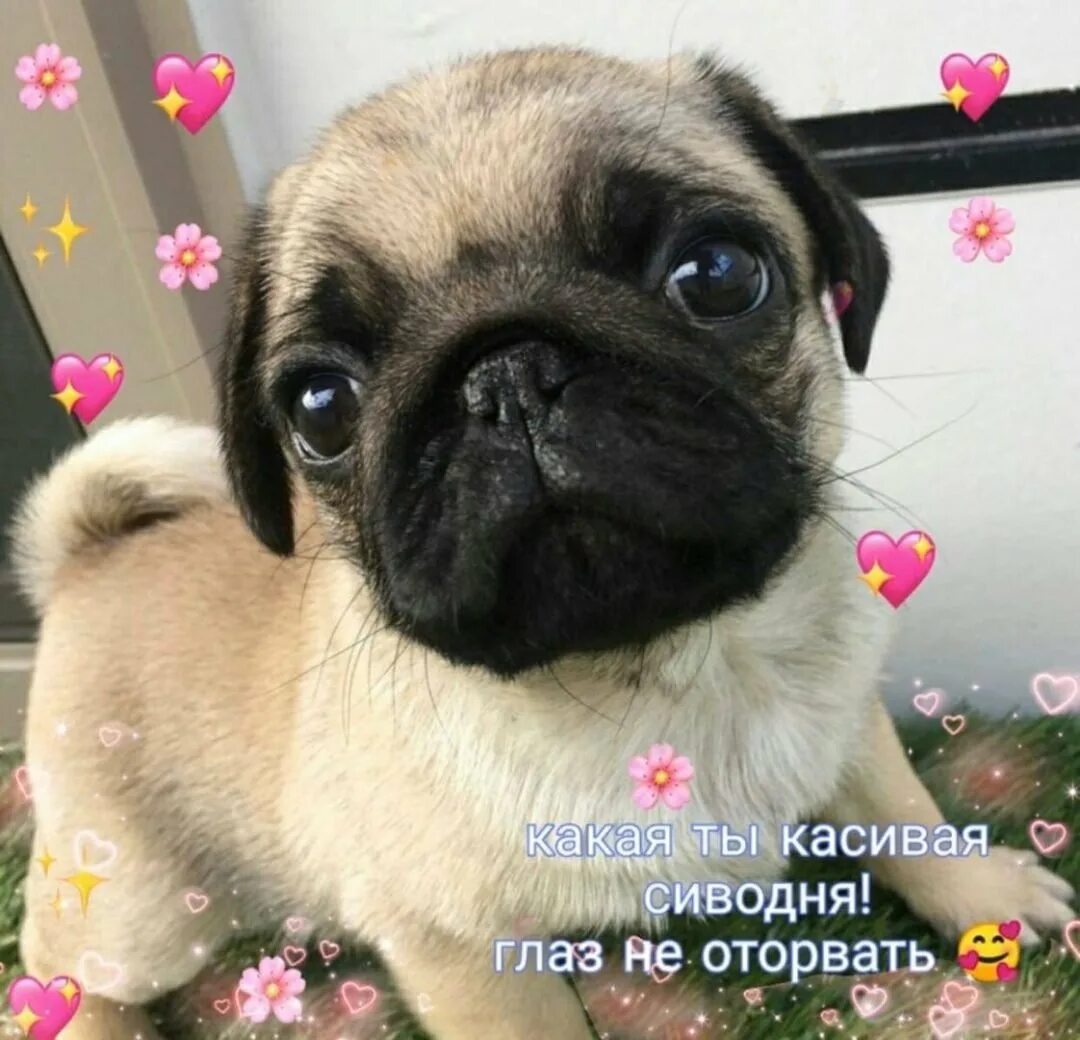 Как назвать собаку мопса