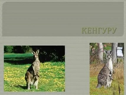 Слово кенгуру мужского рода