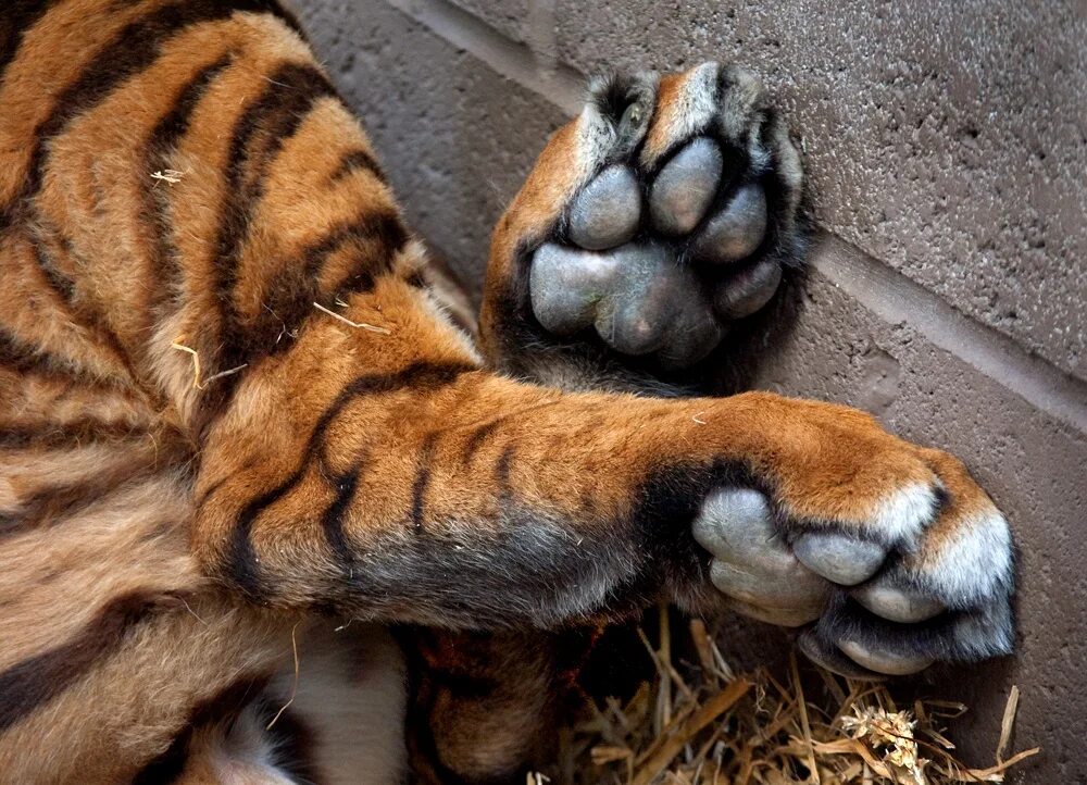 Tiger feet. Tiger feet. Tiger feet. Лапа тигра фото. Лапы тигра.