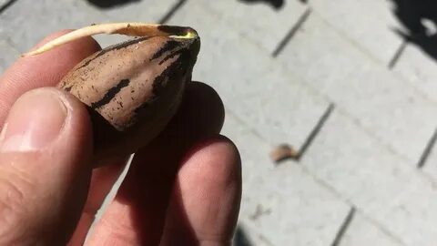 Сколько прорастает орех
