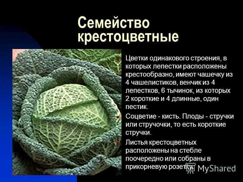 Характеристика семейств класса двудольные жизненные формы. Лабораторная работа изучение семейства класса двудольные. 6 класс. Характеристика семейств двудольных растений таблица. Семейства бобовые пасленовые сложноцветные 6 класс таблица.