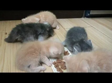 Прикорм котят с 1 месяца