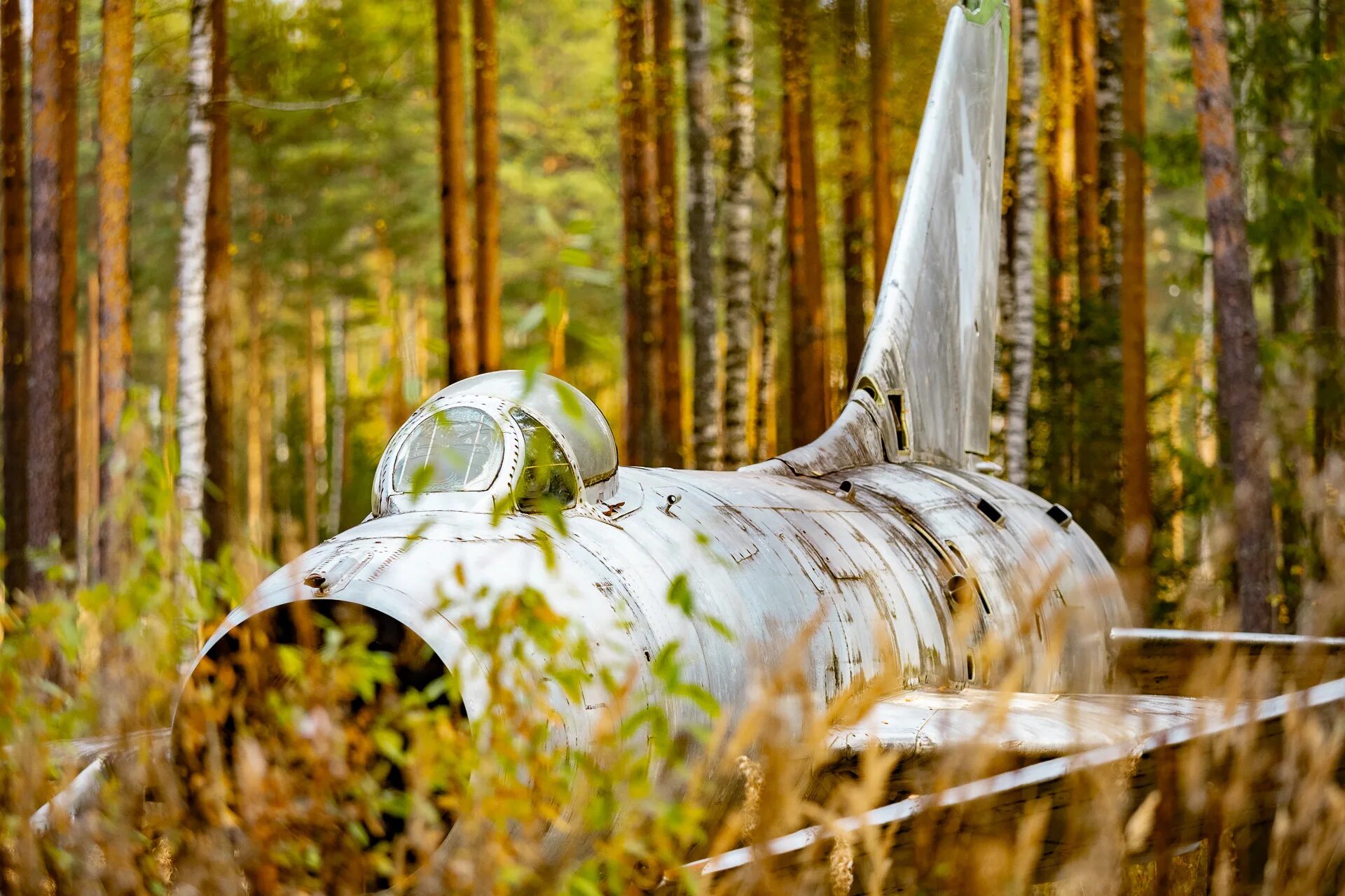 Лесиан. Заброшенный АН 8 В Ленинградской. Заброшенный самолет в лесу. Самолет среди деревьев. Самолёт в лесу в Ленинградской области.