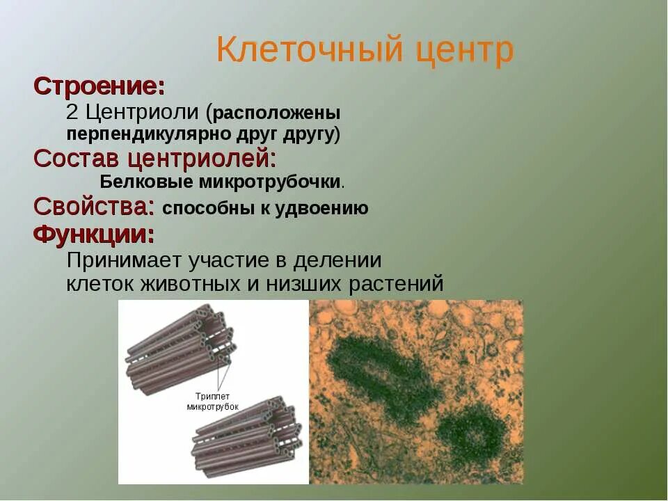 Центриоли строение. Микротрубочки клеточного центра функции. Центриоли строение и функции таблица. Строение центриоли клетки.