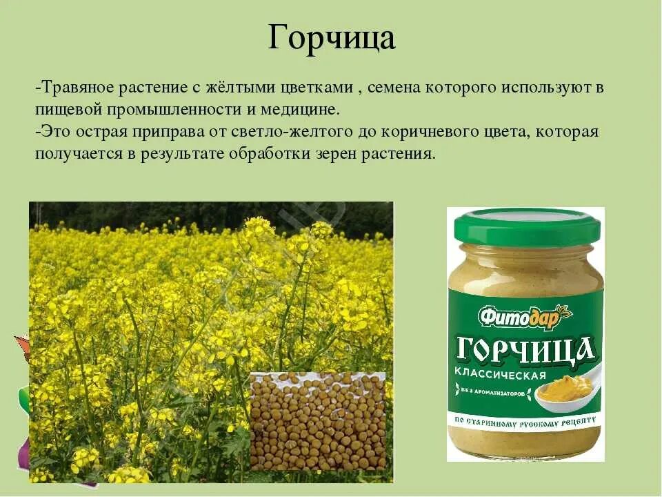 Сею горчицу