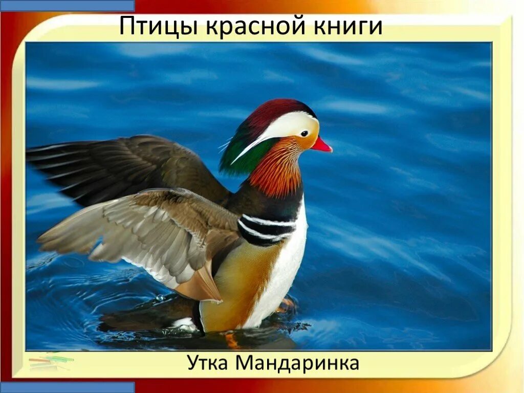 Утка Мандаринка. Утка Мандаринка красная. Мандаринка птица занесена в красную книгу. Красная птица.