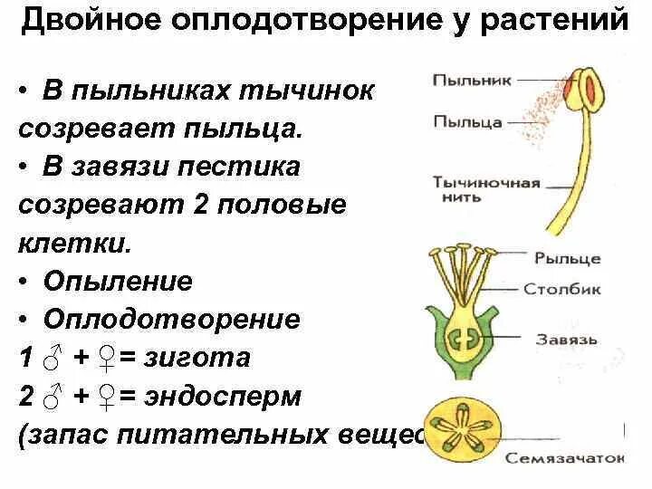 Двойное оплодотворение зигота у растений. Оплодотворение покрытосеменных растений схема. Схема двойного оплодотворения у растений. Схема оплодотворения цветкового растения.