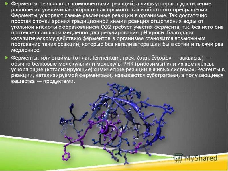 Ферменты выполняют функцию защитную. Ферменты ускоряют. химические реакции в организме. ферменты являются. ферменты которые ускоряют реакции.
