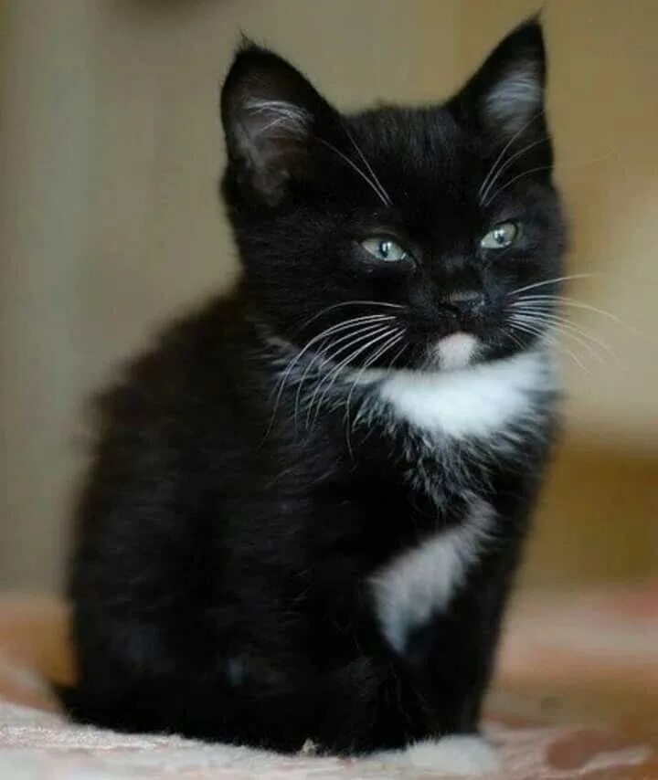 Блики. Боке для фотошопа. Кислица майник седмичник вороний глаз. Черный белеет. Просто черный цвет.