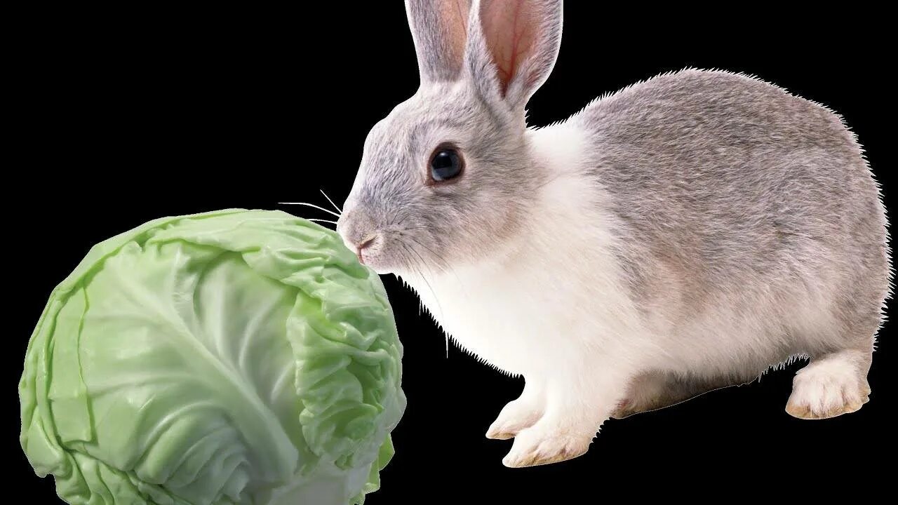Кролик с капустой. Кролик ест капусту. Заяц с капустой. Кроличья капуста. Можно давать кроликам капусту