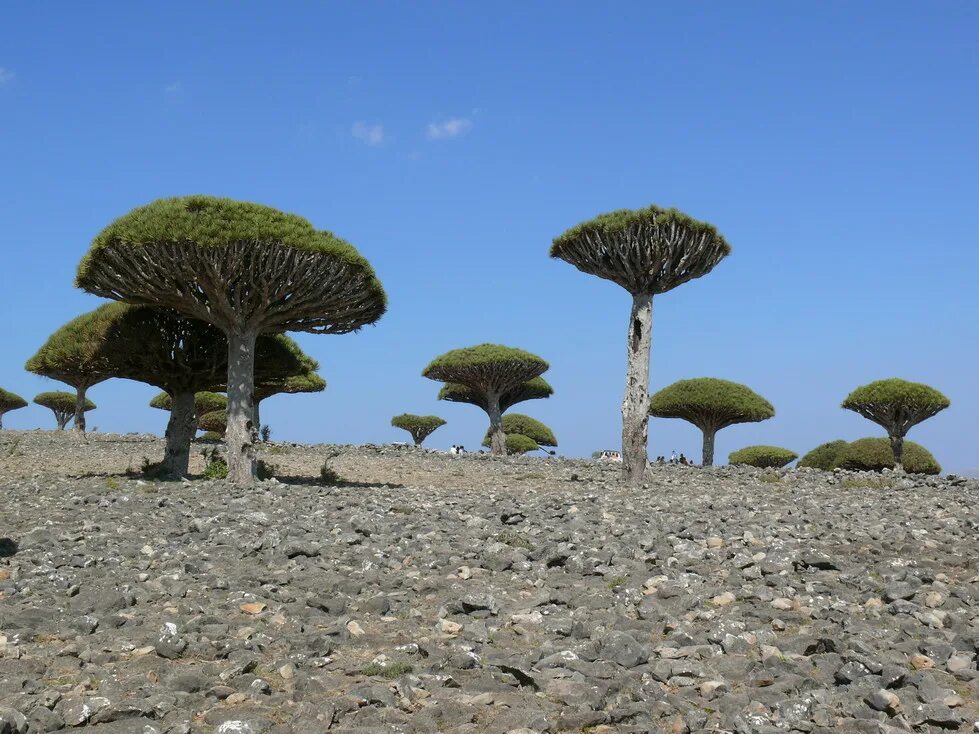 архипелаг сокотра. остров сокотра йемен туры. сокотра йемен. остров сокотра йемен туры. остров сокотра йемен туры.