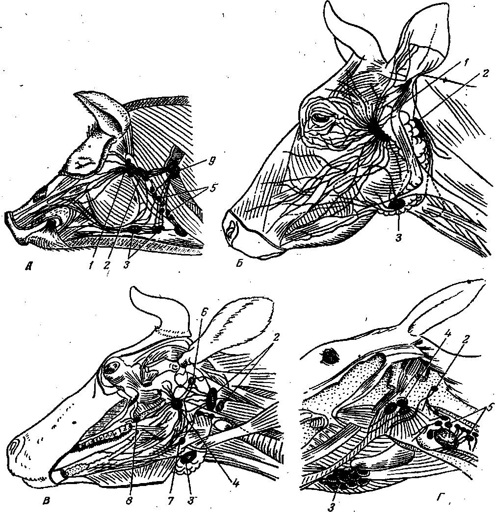 Сонная артерия у свиней где находится. Лимфатические узлы головы КРС. Лимфатические узлы головы коровы. Топография лимфатических узлов свиней. Околоушные лимфатические узлы КРС.