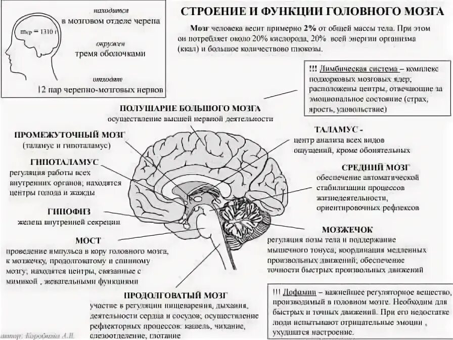 Функции переднего мозга таблица. Строение мозга егэ. строение мозга человека егэ. функции частей головного мозга. отделы мозга егэ биология.