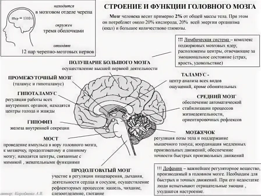 Отделы мозга и их функции головного мозга. Головной мозг строение и функции. Центры головного мозга и их функции таблица. Строение головного мозга человека и функции его отделов таблица. Указать функции отделов мозга