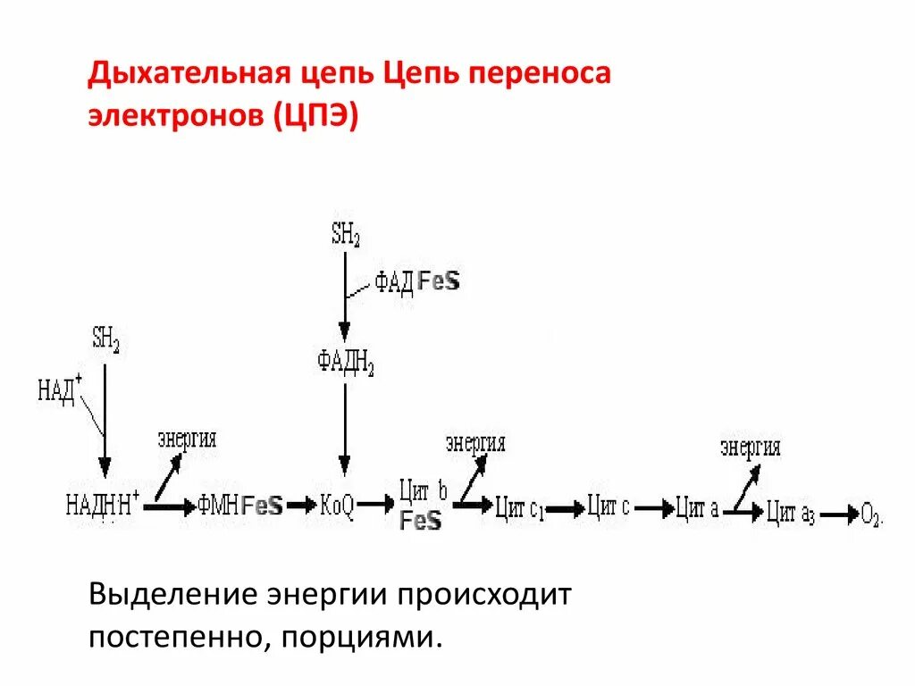 Фосфорилирование биохимия. Дыхание и окислительное фосфорилирование. Дыхательная цепь ферментов цепь переноса электронов ЦПЭ. Цепь переноса электронов кратко. Цепь переноса электронов сукцинат.