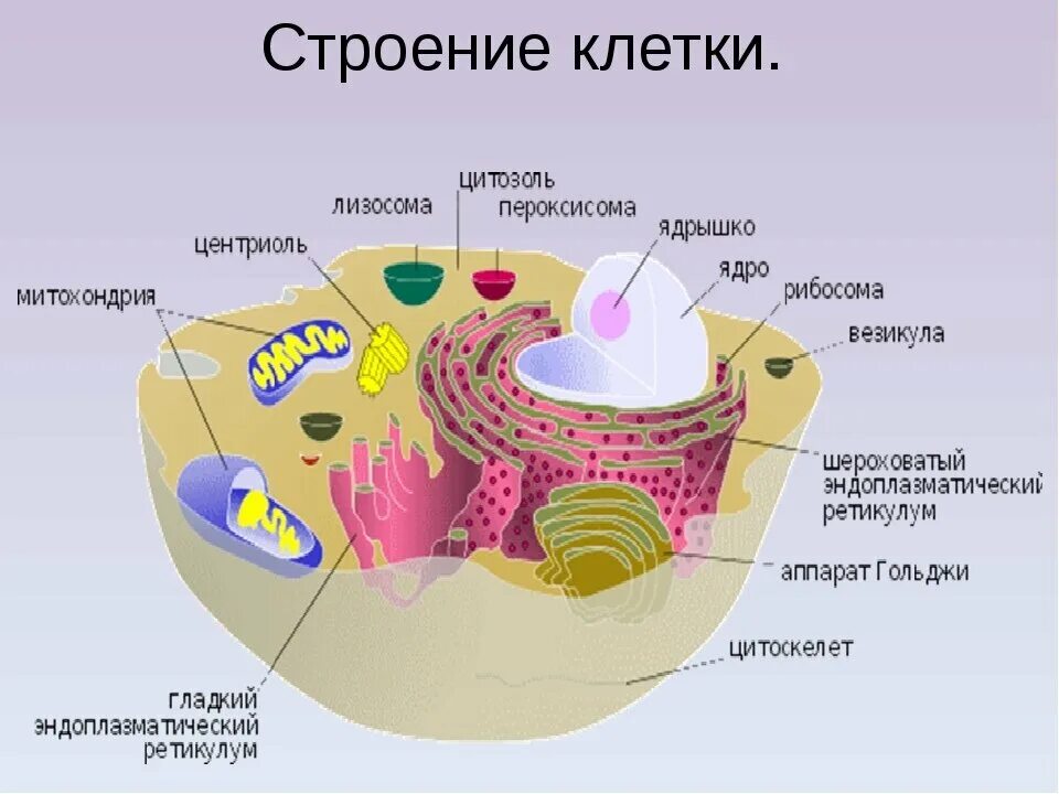 Схема строения клетки организма человека. Клетка организма человека схема. Строение животной клетки 11 класс биология. Клетка биология 8 класс из чего состоит. Составляющие любой клетки