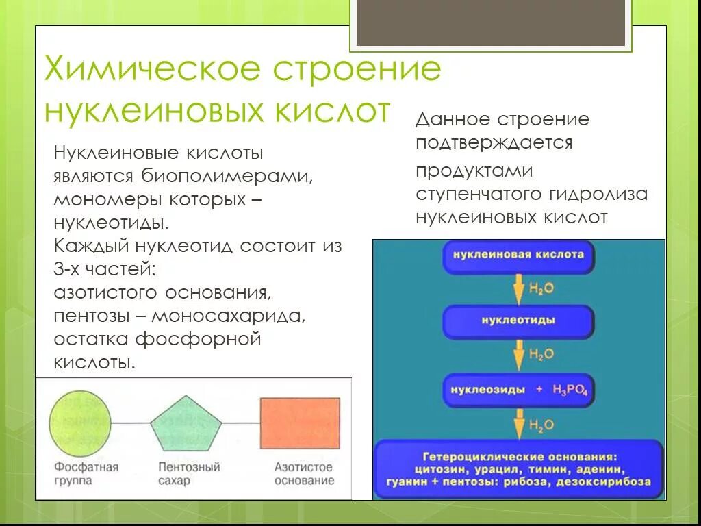 Химическая структура нуклеиновых кислот. Схема строения нуклеиновых кислот. Нуклеиновые кислоты строение нуклеотида. Строение нуклеиновых кислот. Нуклеиновые кислоты состоят из молекул