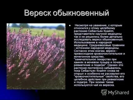 О цвести пре сказание о вертка