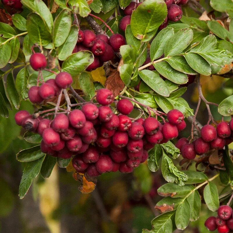 Рябина обыкновенная Гранатная. Рябина 'Гранатная' Sorbus 'Granatnaya. Рябина сладкоплодная Гранатная. Рябина Гранатная дерево.