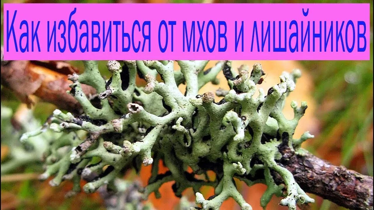 Лишайник как избавиться. Лишайники. Лишайник на земле. Лишайники в огороде на земле. Лишайник на грядках.