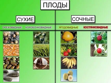 Сухие плоды биология