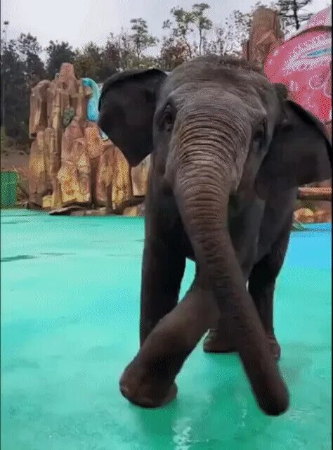 Танцующий слон. Слон танцует. Веселый Слоненок. Танец слонят. Танец слоники