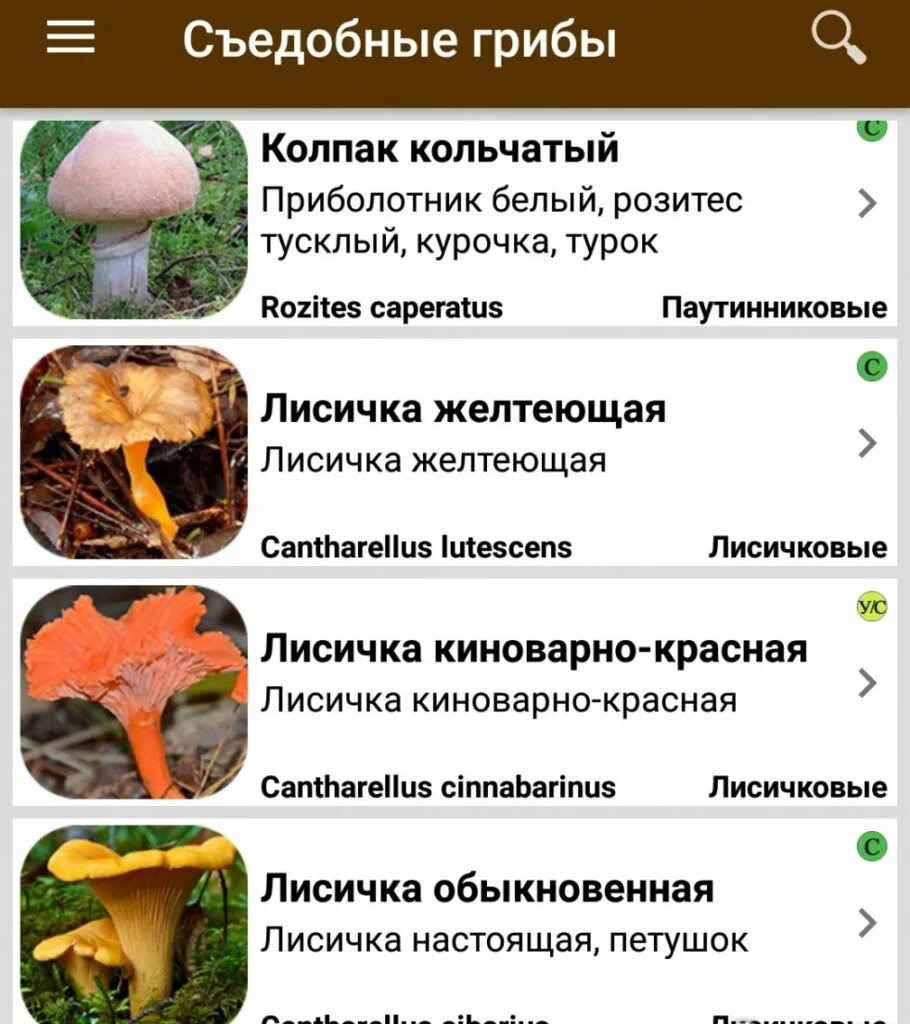 Хорошее приложения для распознавания грибов. По грибы приложение. Программа распознающая грибы. Распознать гриб по камере. Определение грибов по фото приложение.