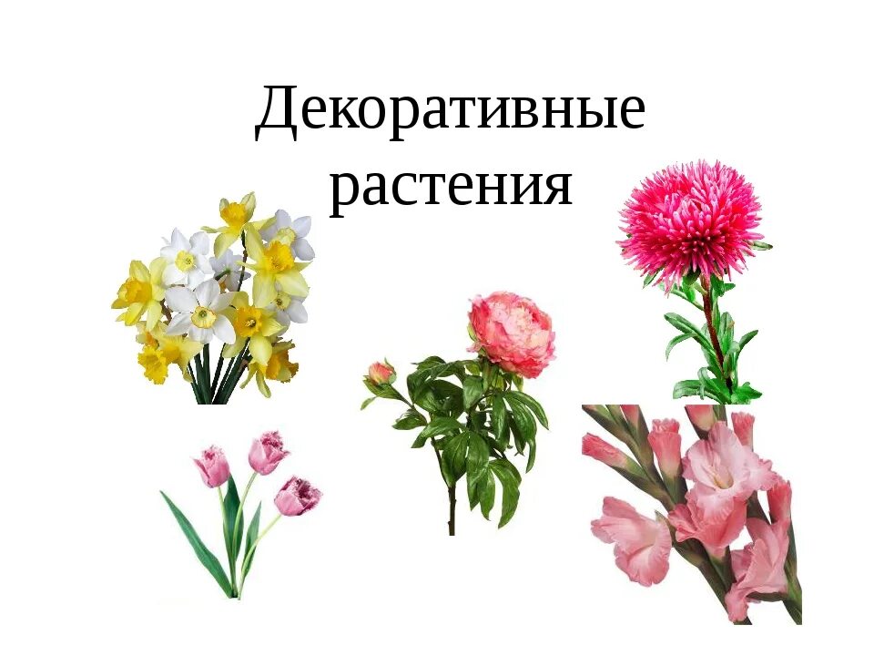 Декоративная культура растения. Декоративные и дикорастущие растения. декоративные культурные растения. дикорастущие культурные и декоративные растения. дикорастущие и культурные растения.