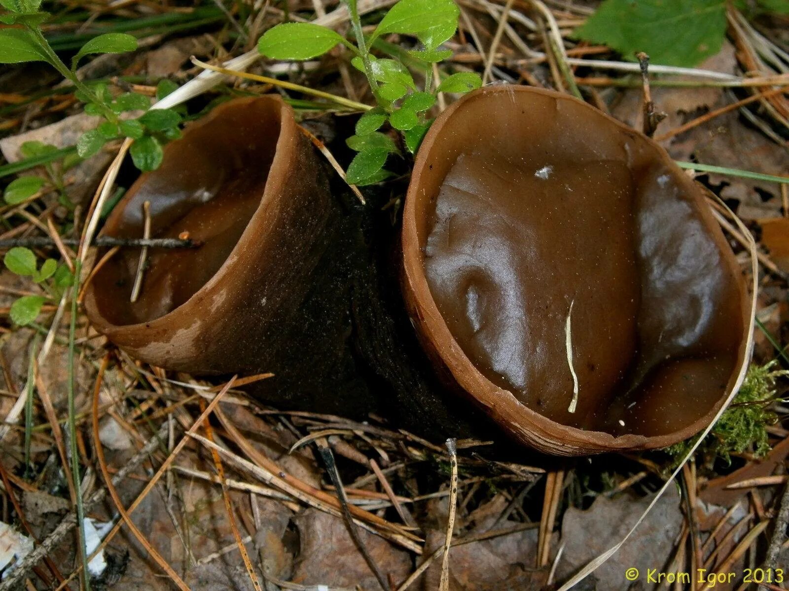 Саркосома шаровидная фото и описание. Саркосома шаровидная Sarcosoma globosum. Саркосома шаровидная гриб. Гриб Ведьмин котелок Саркосома. Ведьмин гриб Саркосома шаровидная.