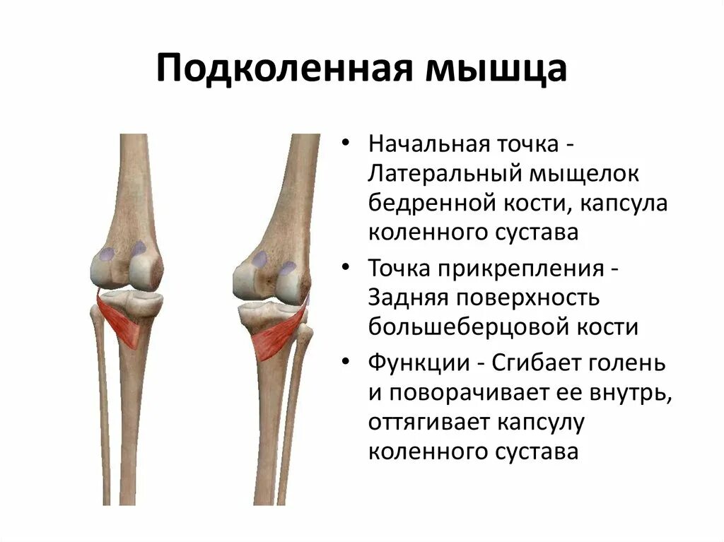 Подколенная мышца функции. Анатомия коленного сустава подколенная мышца. Сухожилие подколенной мышцы прикрепляется к. Место крепления подколенной мышцы.