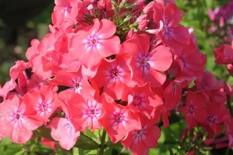 Какие есть флоксы