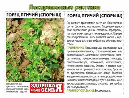 Трава спорыш инструкция