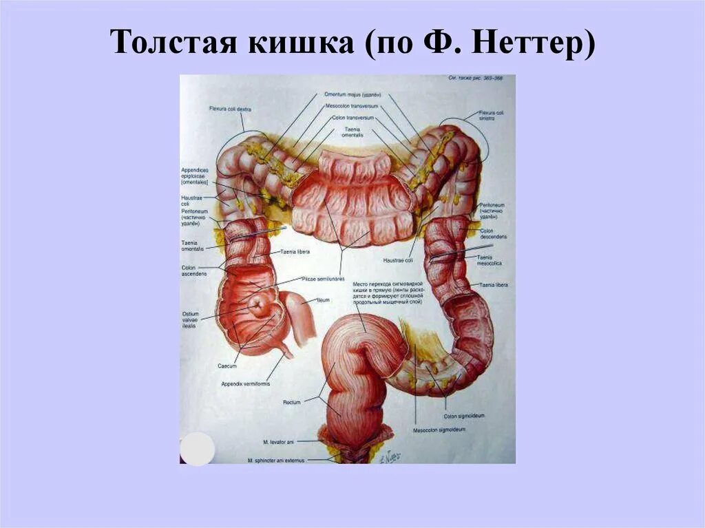 Название толстого кишечника