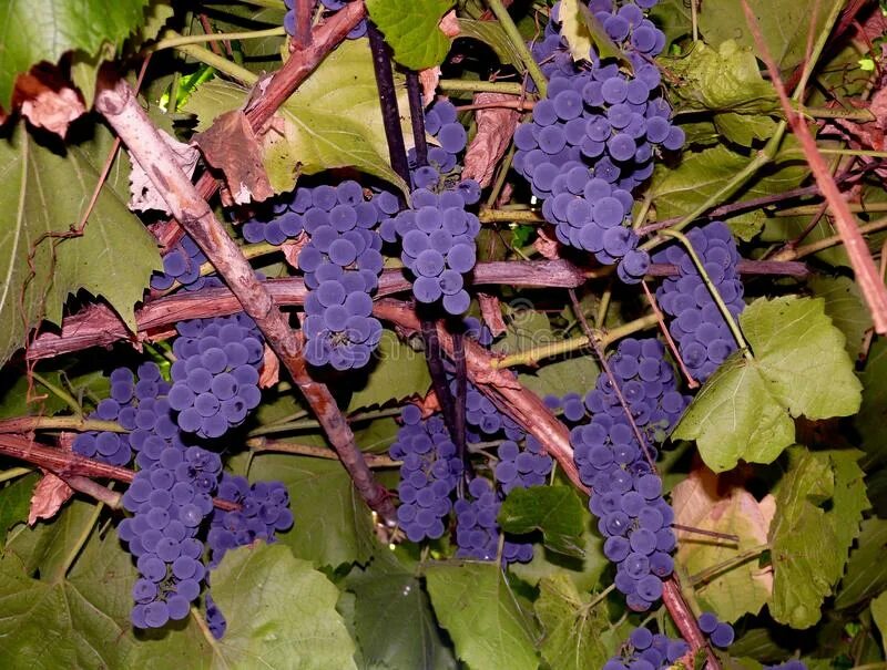 Сорт винограда велюр отзывы. Виноград велюр. Сорт бархат винограда. Сорт душистого винограда с бархатистыми листьями. Виноград из бархата.