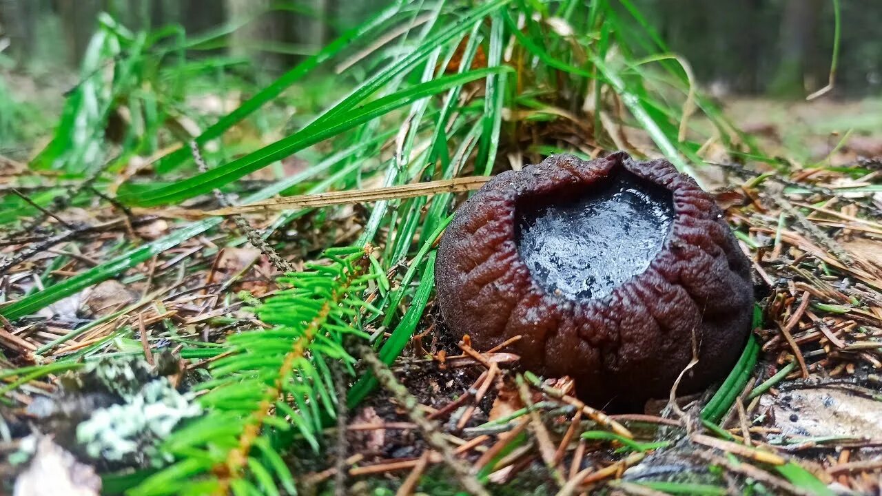 Молодильный гриб саркосома. Саркосома шаровидная Sarcosoma globosum. Саркосома шаровидная гриб. Молодильные грибы Саркосома.