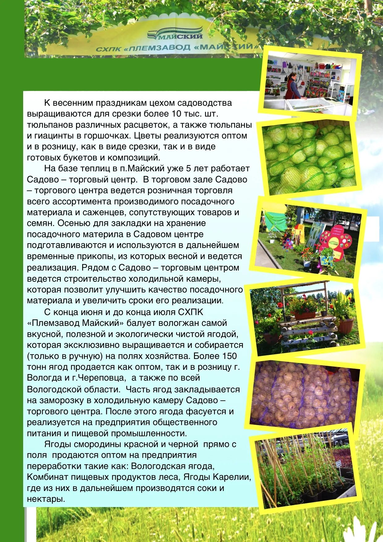 Майский вологда каталог. СХПК Майский Вологда. Садово торговый центр Майский Вологда. Совхоз Майский Вологда. Питомник Майский Вологда.