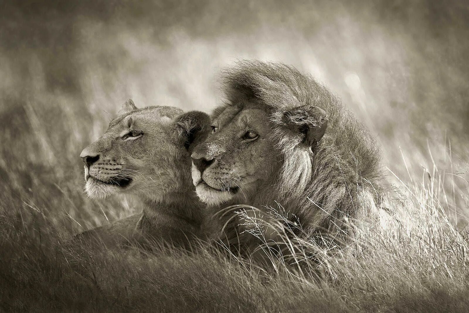 Страстное животное. Лев львица и Львенок. Лев львица и Львенок любовь. Лев со львицей и львенком черно белые. Львы любовь.