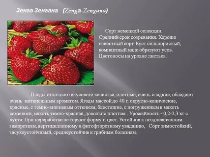 Урожайность виктории