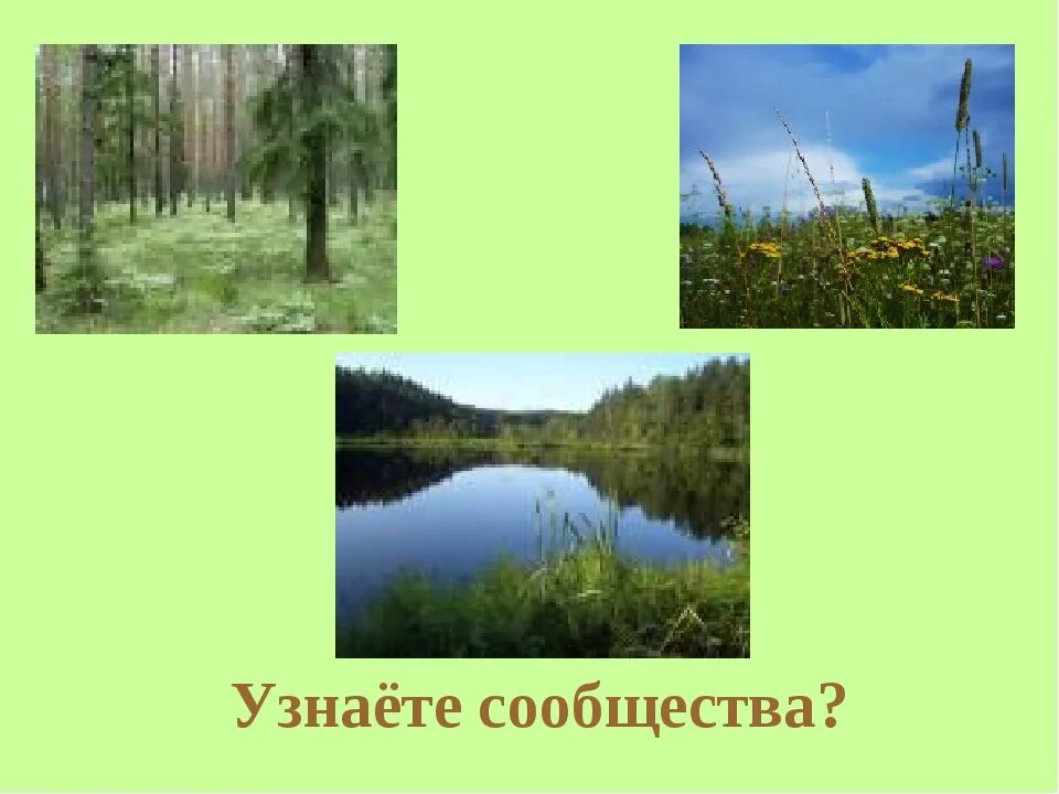 Сообщество пруда 3 класс окружающий мир. Природное сообщество лес. природное сообщество лес 3 класс. природное сообщество луг. естественные и искусственные природные сообщества 3 класс.