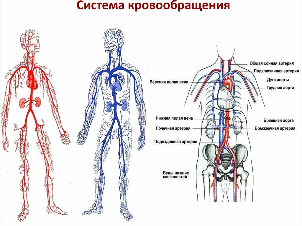 Артериальная и венозная система схема. Артериальная система кровообращения человека схема. Схема венозной системы большого круга кровообращения. Венозная система кровообращения человека схема. Вены и артерии схема