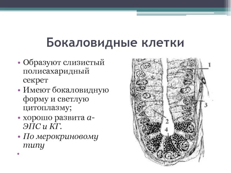 Слизистые клетки секрет. Бокаловидные клетки эпителия кишечника. Бокаловидные клетки кишечника функции. Бокаловидные клетки бронхов функция. Бокаловидный экзокриноцит.