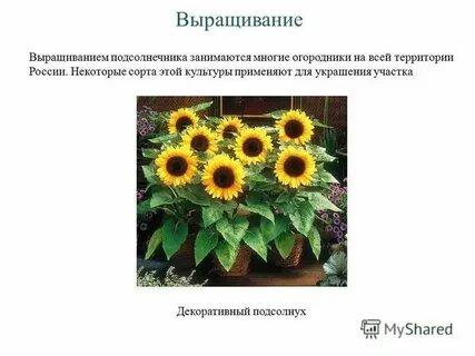 Подсолнечник систематика