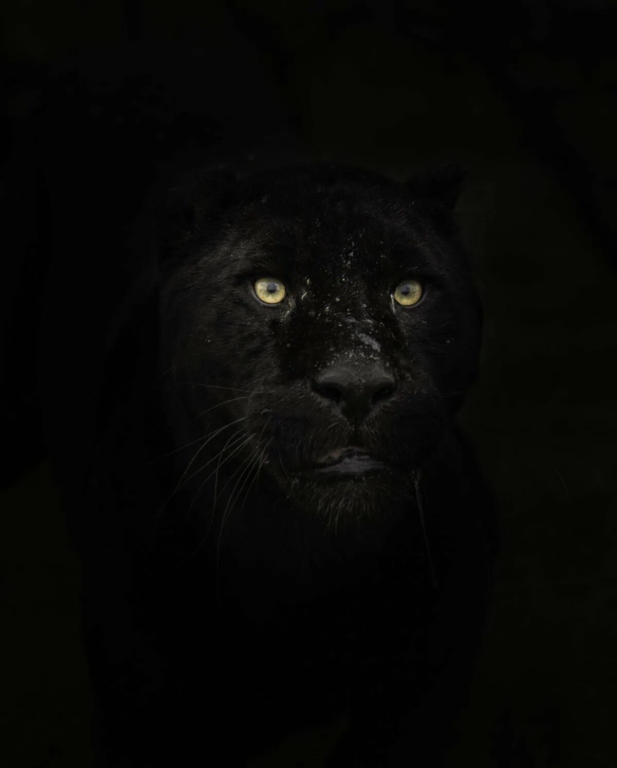 Черные фото с рисунком. Пантера это черный леопард. Черный Ягуар. Пантера морда. Глаза пантеры.