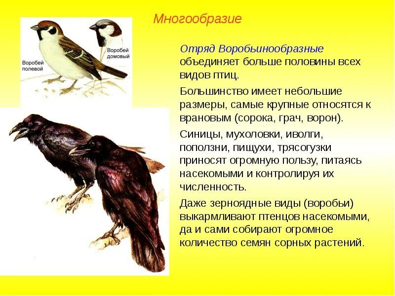 Класс птиц воробьинообразные. Класс птицы многообразие. Отряды птиц. Многообразие птиц отряды птиц. Разнообразие птиц отряда воробьиных.