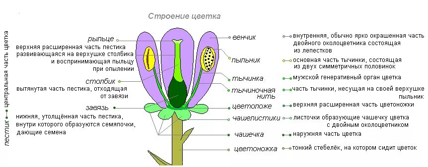 Нижняя расширенная часть пестика. Репродуктивные части цветка это 6 класс биология. Строение цветка и его функции биология 6 класс. Части цветка и их функции 6 класс биология. Строение плодолистика.
